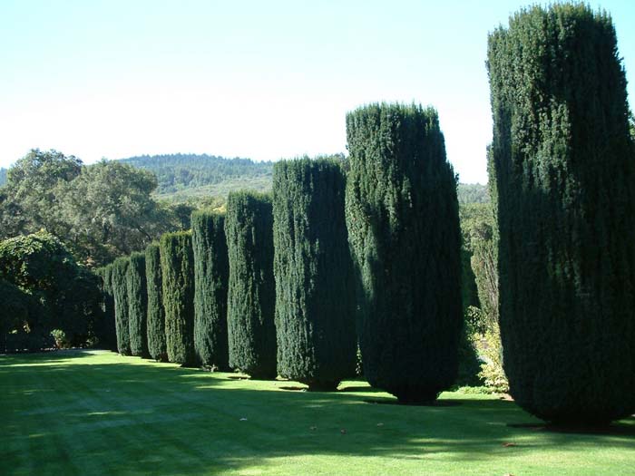 Taxus baccata 'Stricta'