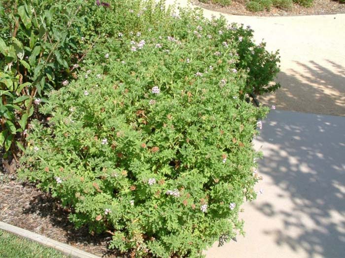 Pelargonium X hortorum